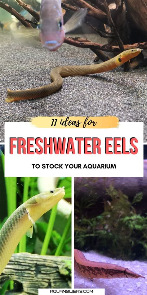 freshwater eel petsmart.
